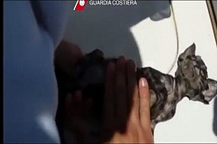 Italie: Charlie, chaton miraculé après un bouche-à-bouche